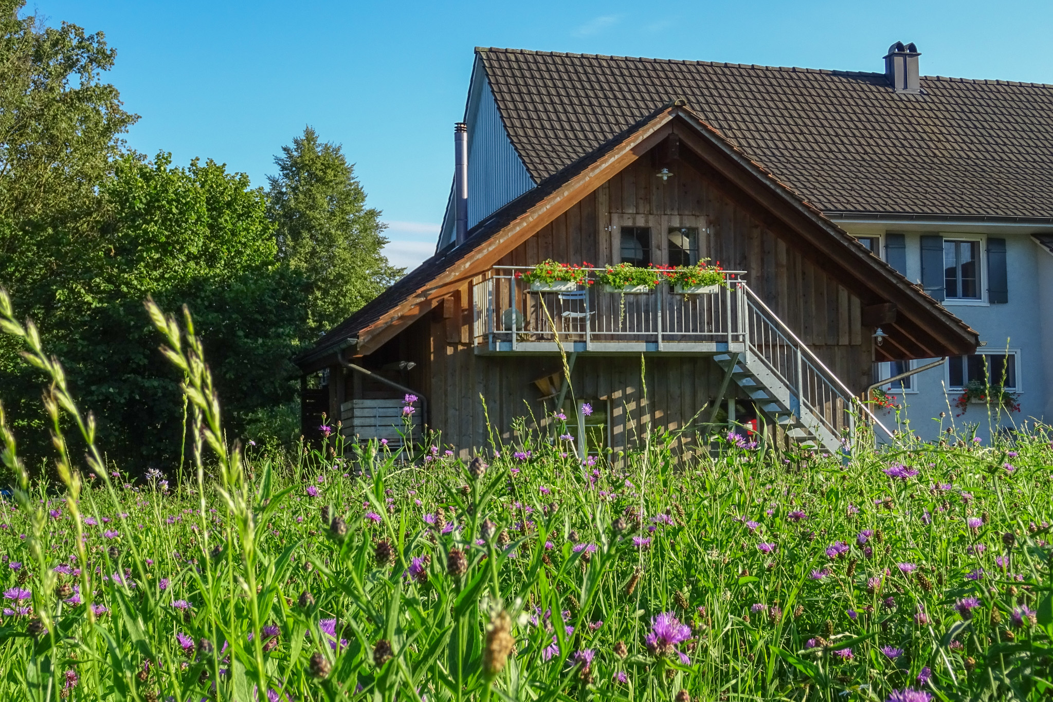 Blumenwiese und Gebäude